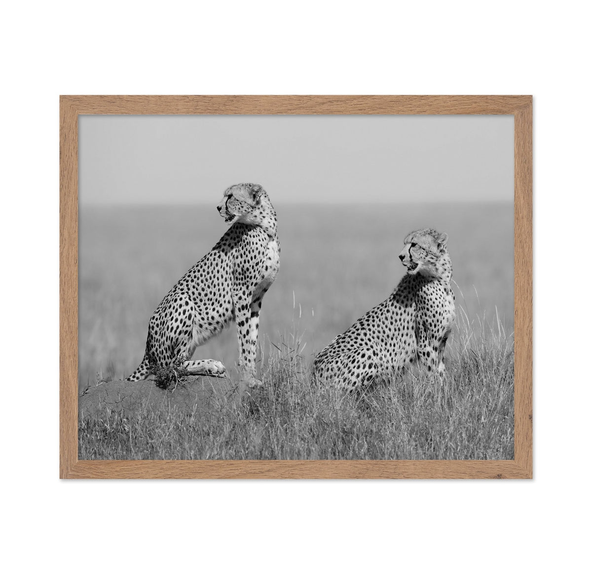 Alert Cheetah Duo