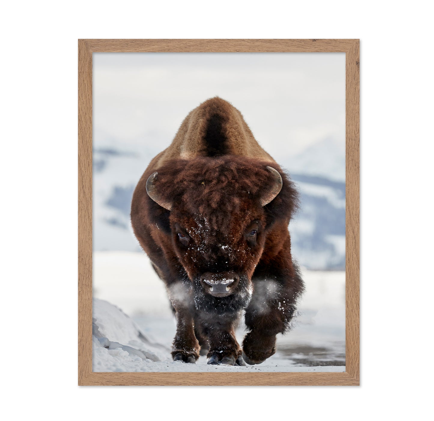 Charging Bison