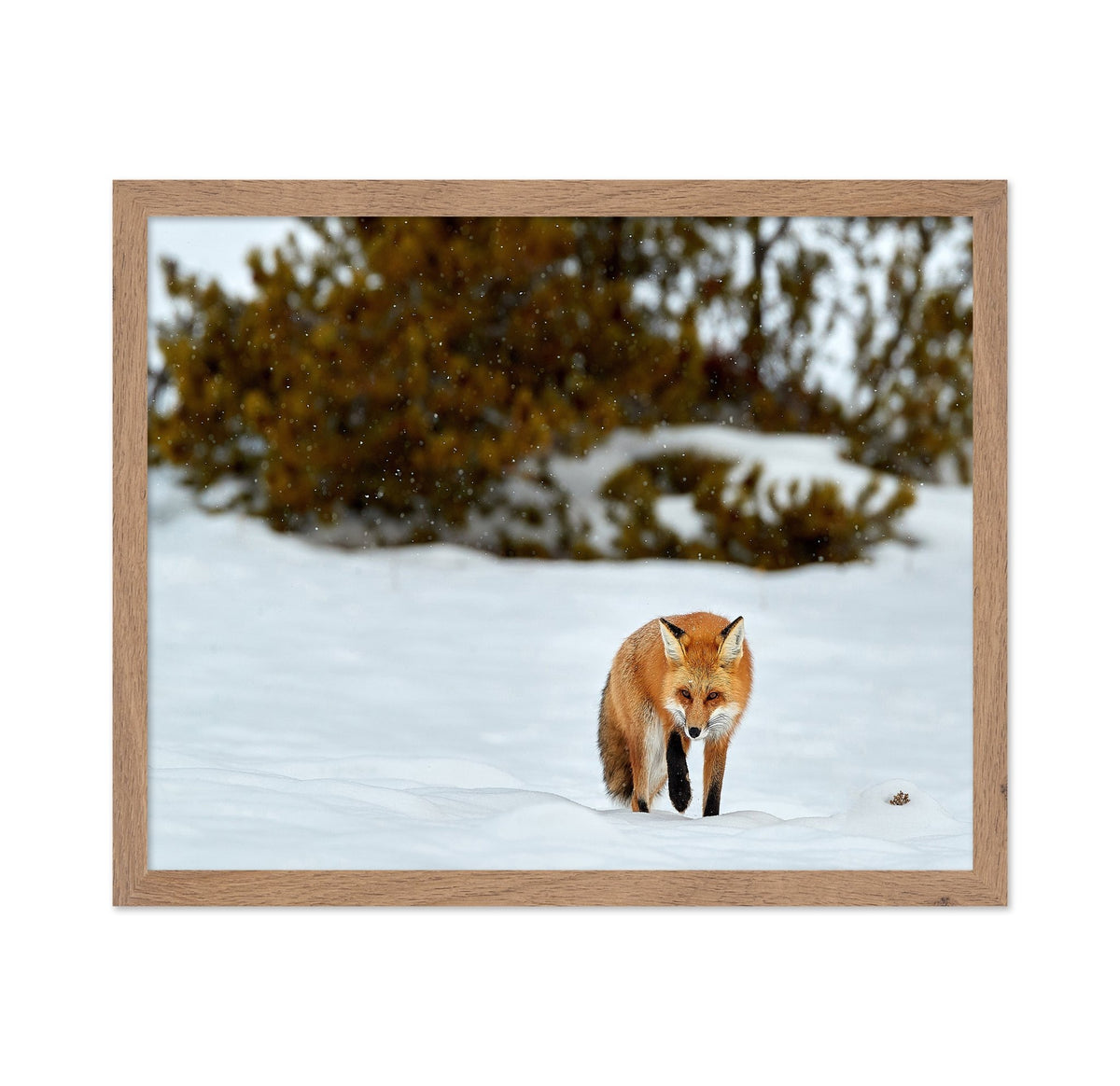 Fox in Winter