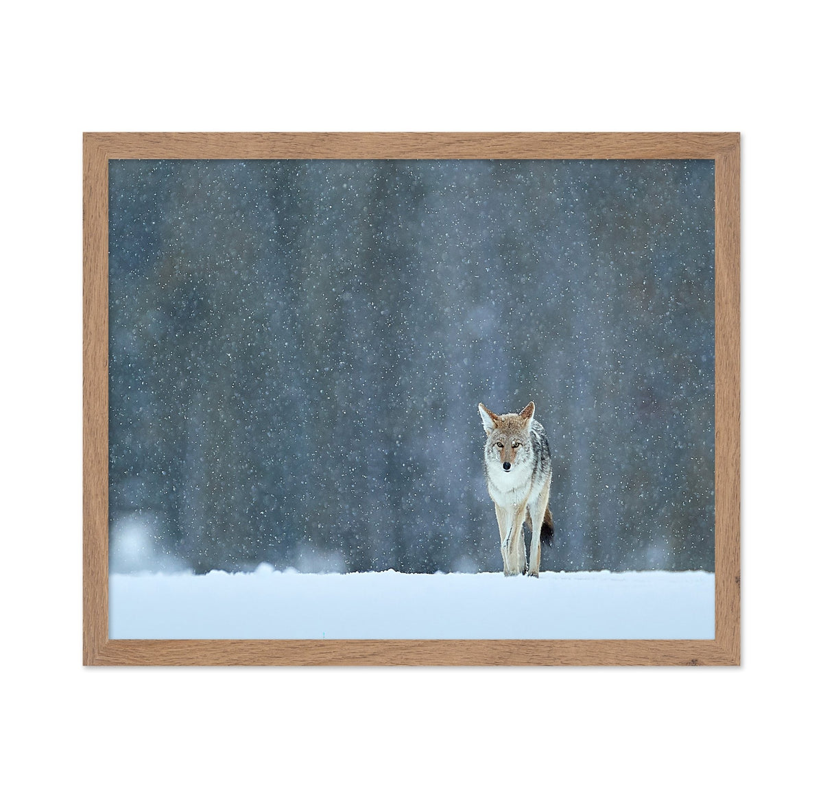 Coyote in Snow