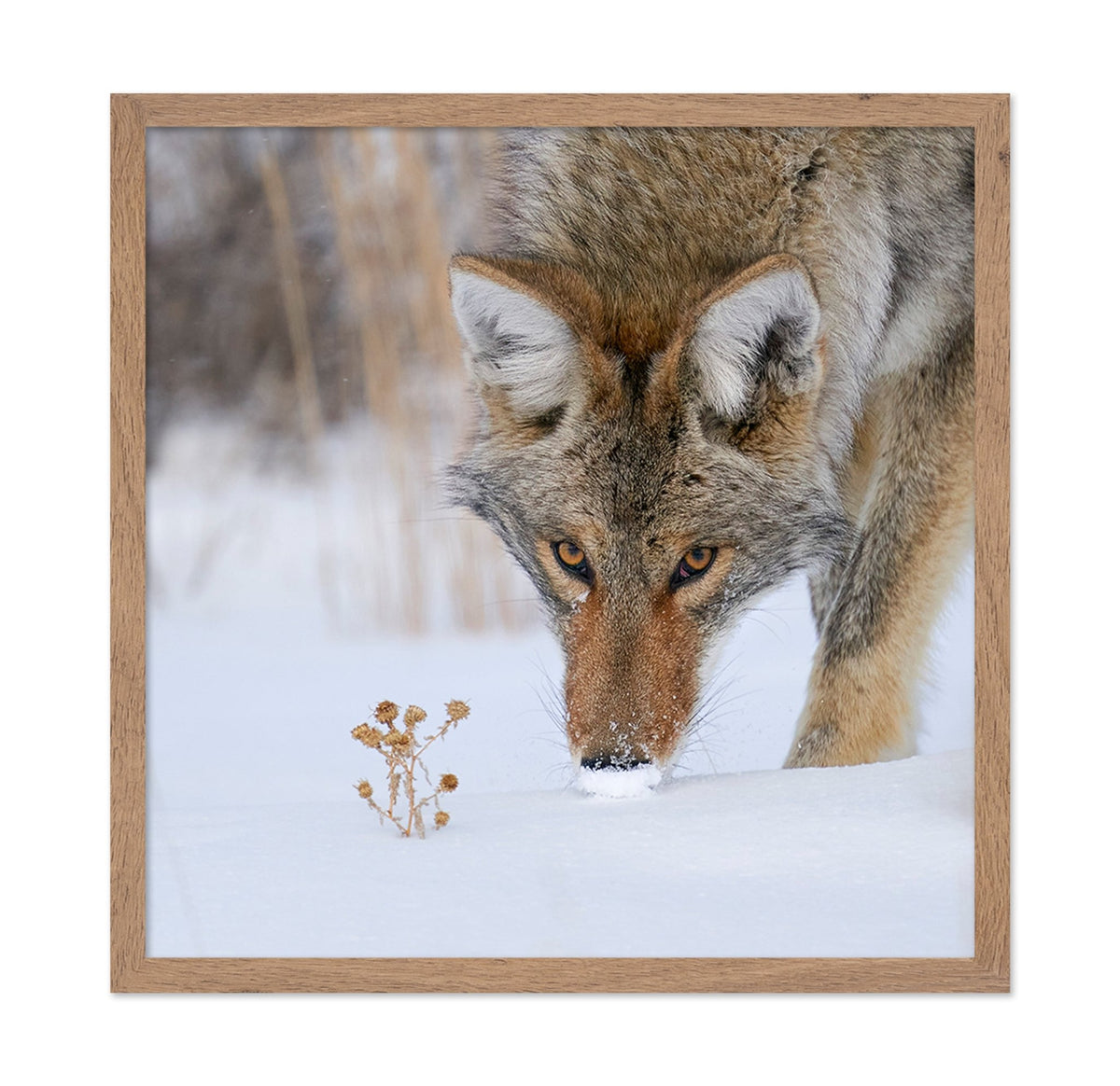Coyote Close Up
