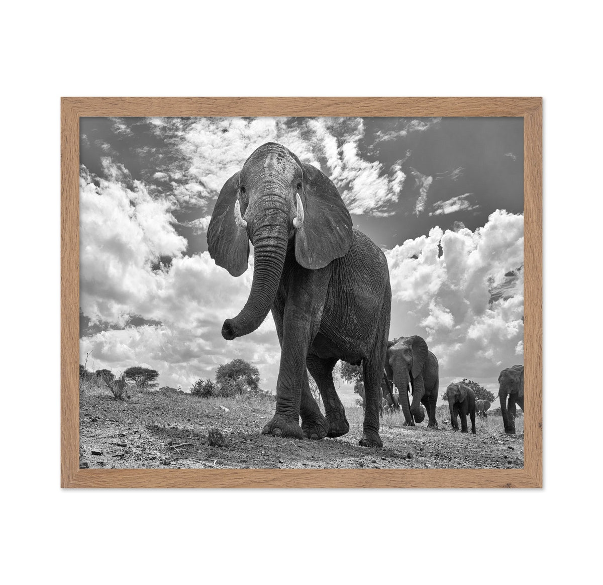 Elephant March