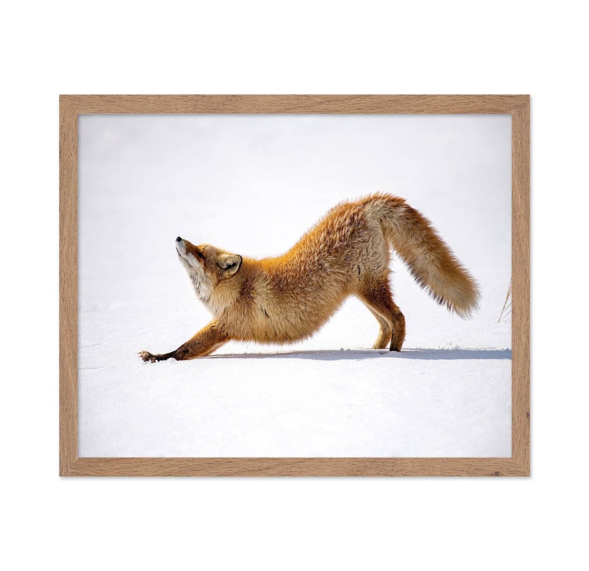 Fox Stretch