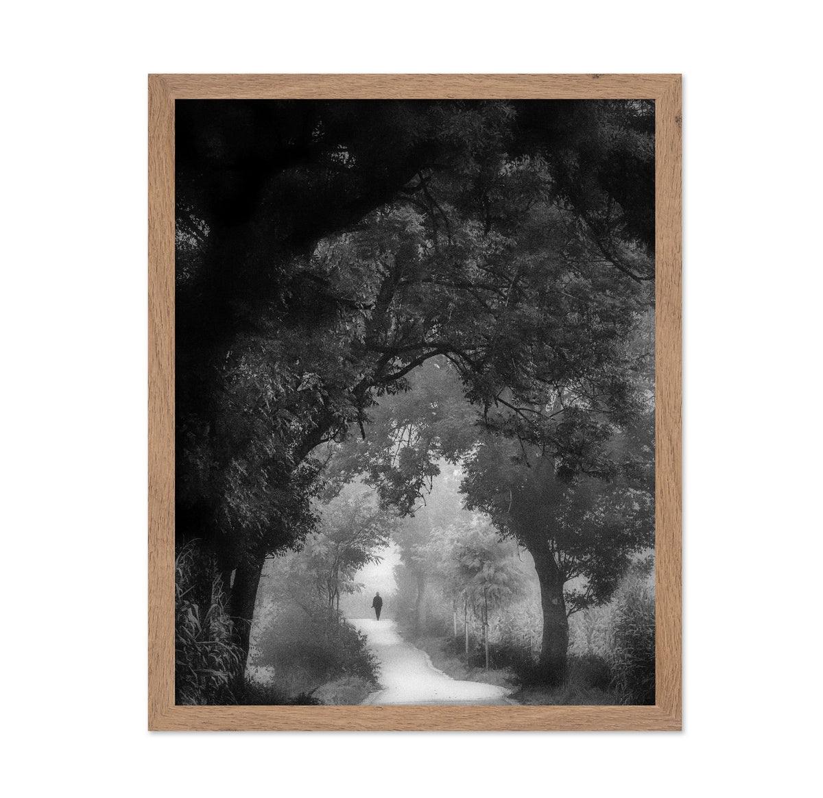Misty Forest Walk