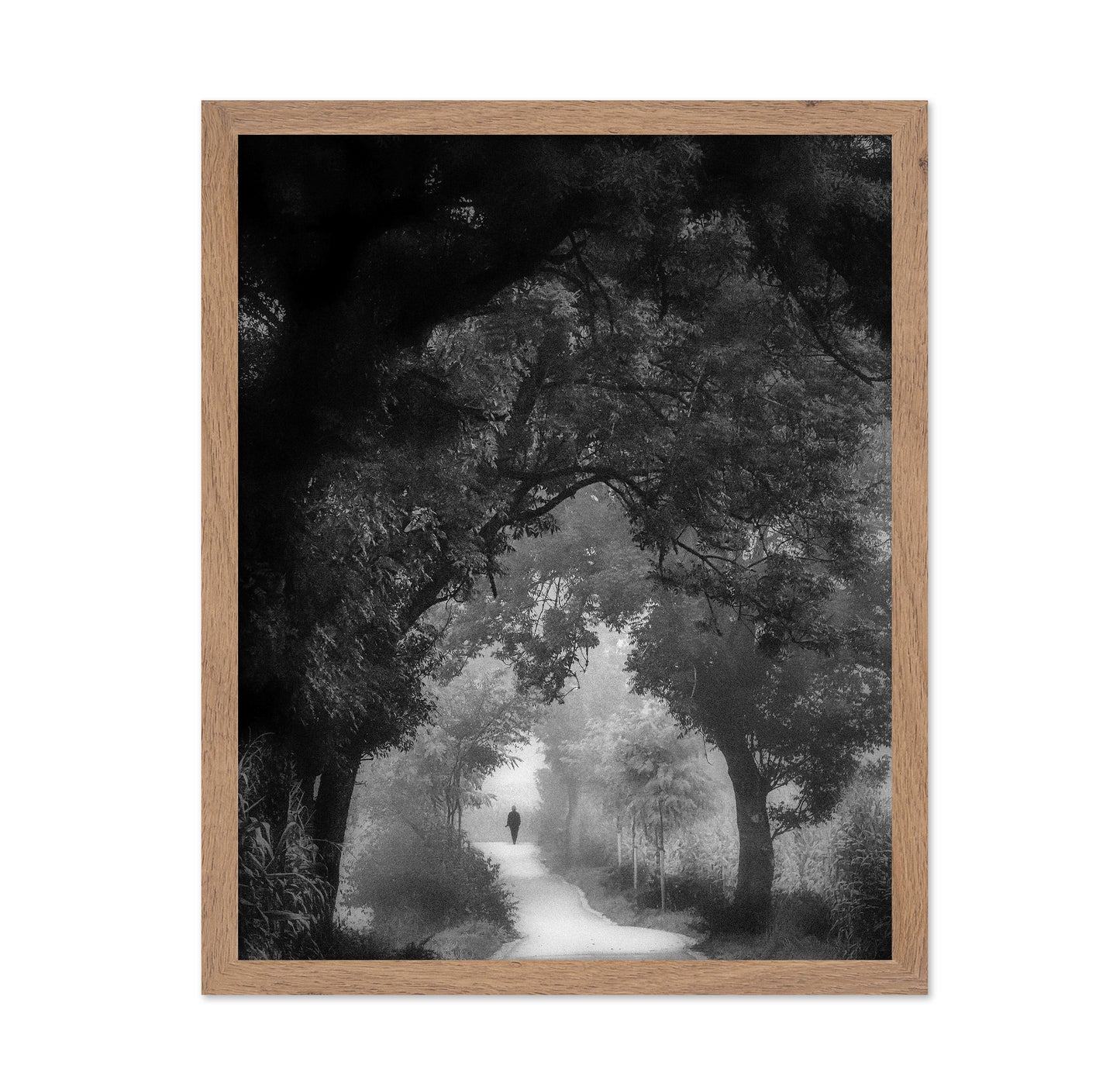 Misty Forest Walk