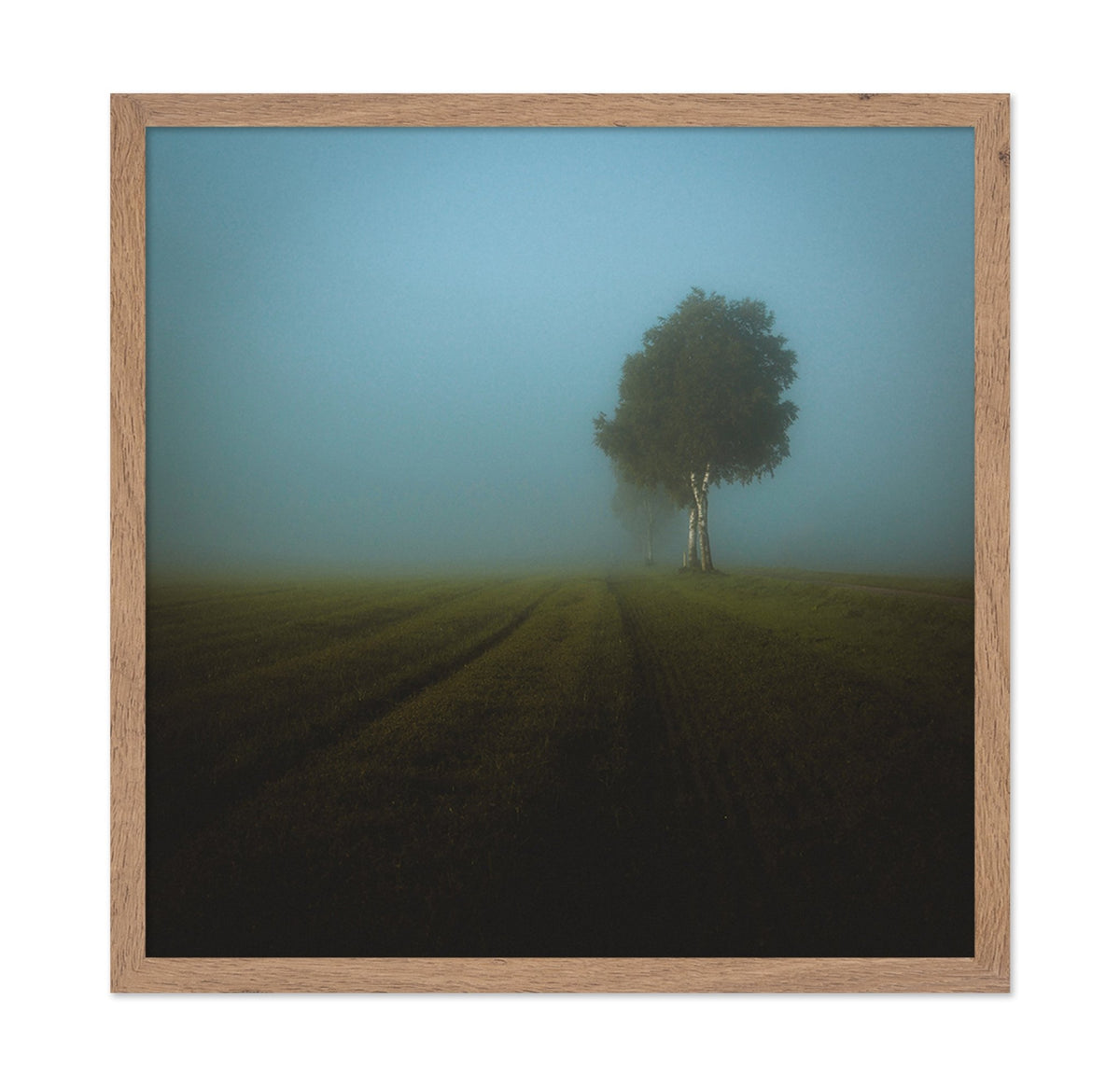 Misty Spring Field