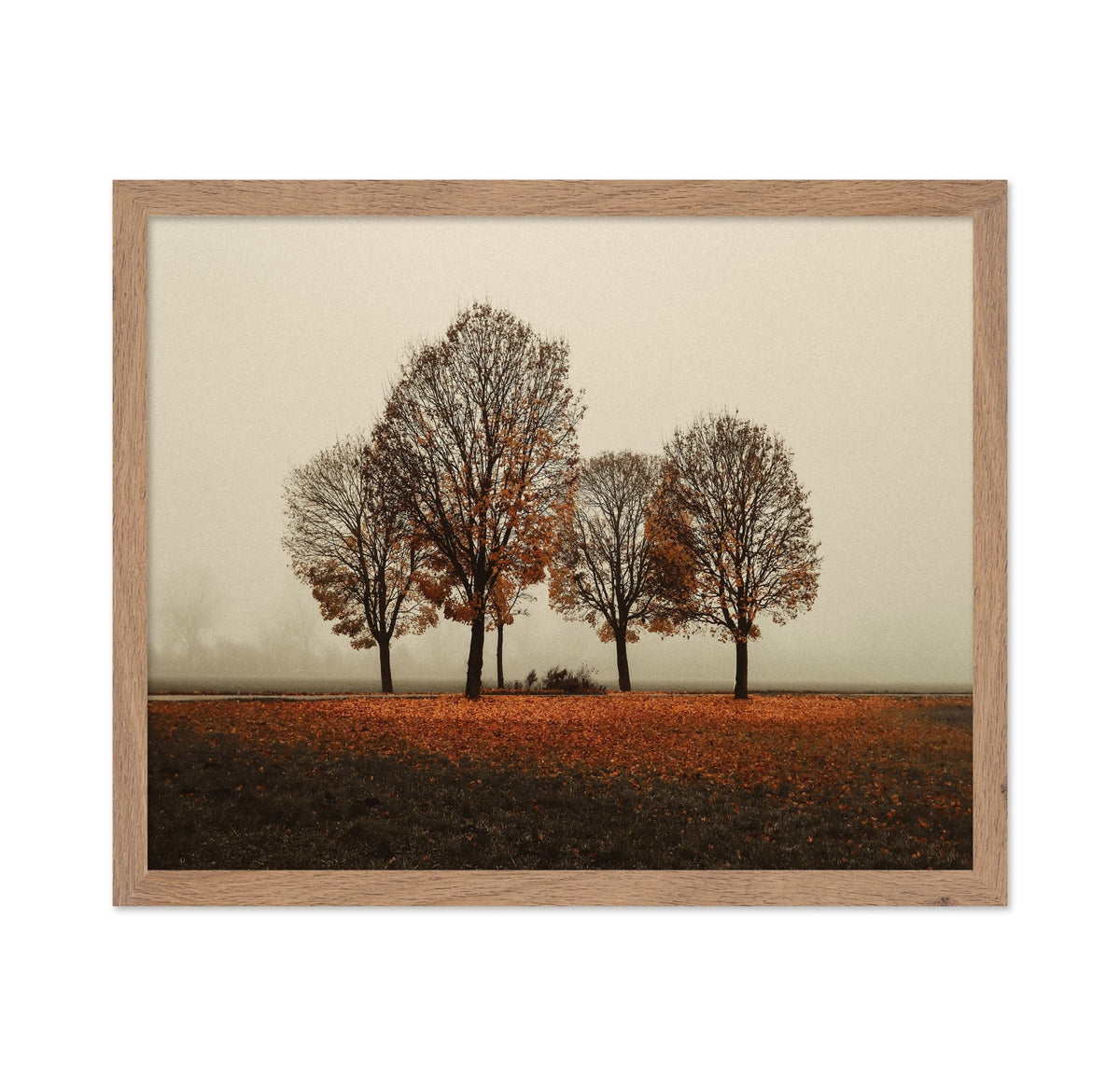 Autumn Trees in Silence