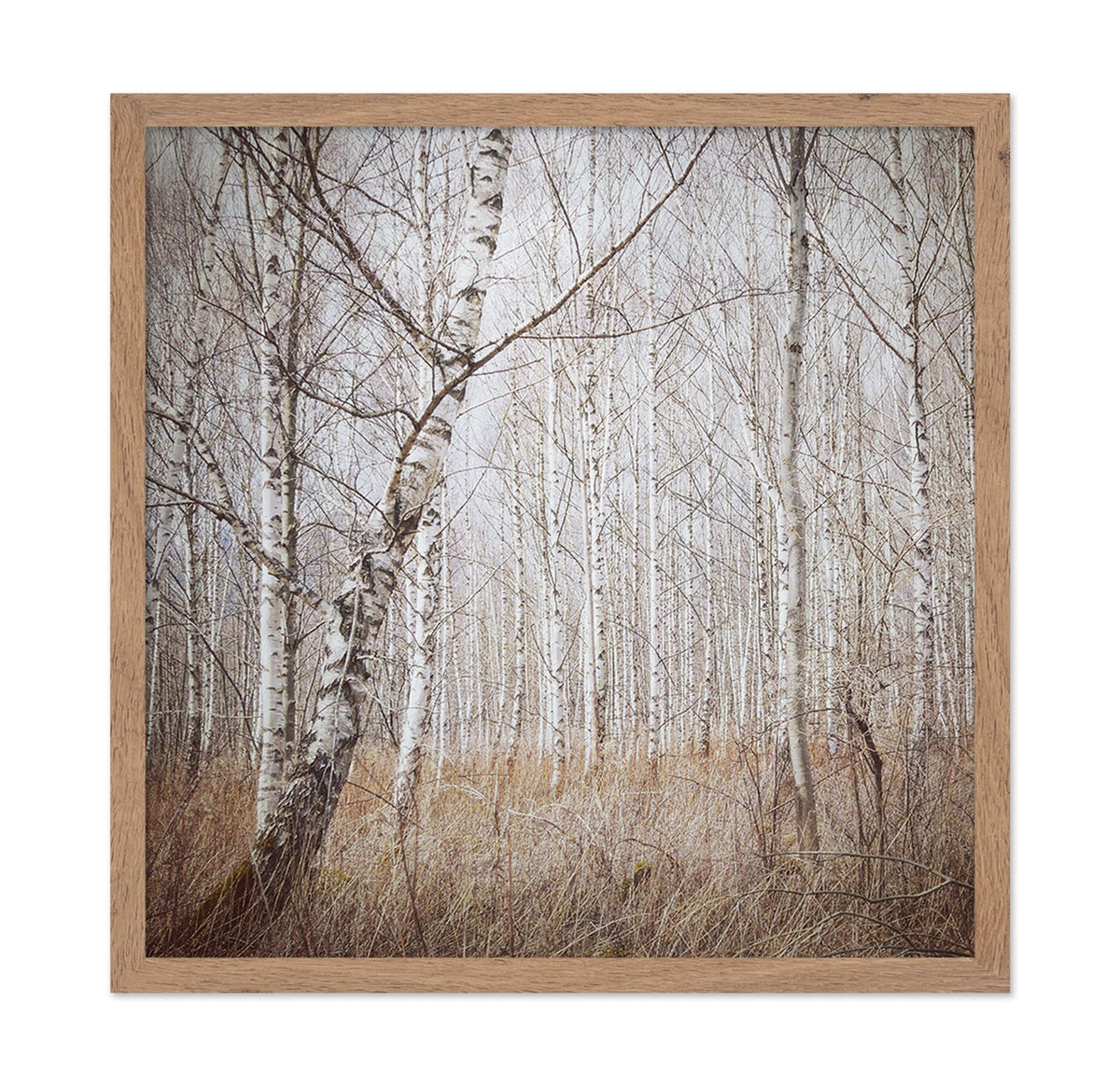 Quiet Birch Forest