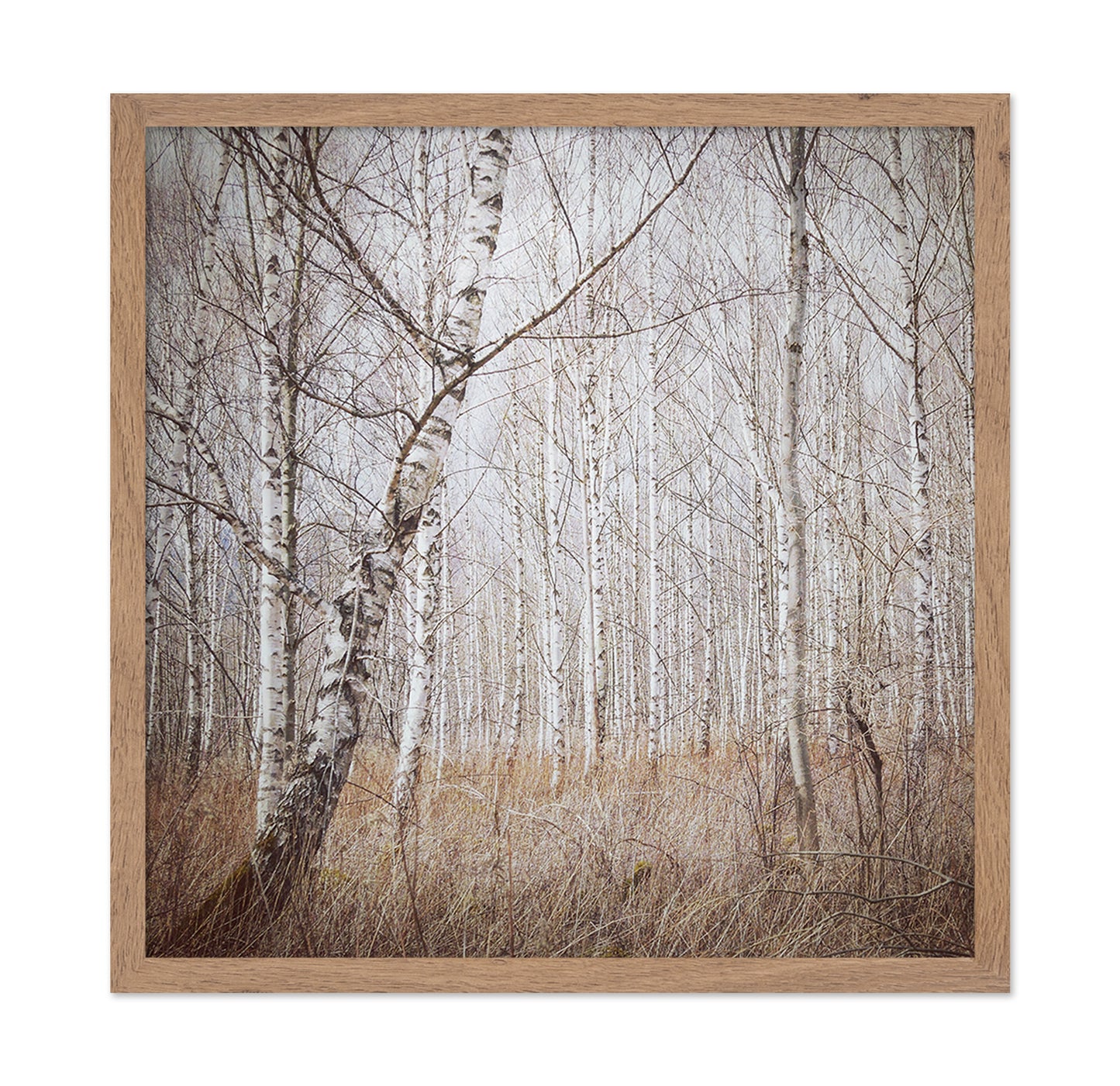 Quiet Birch Forest