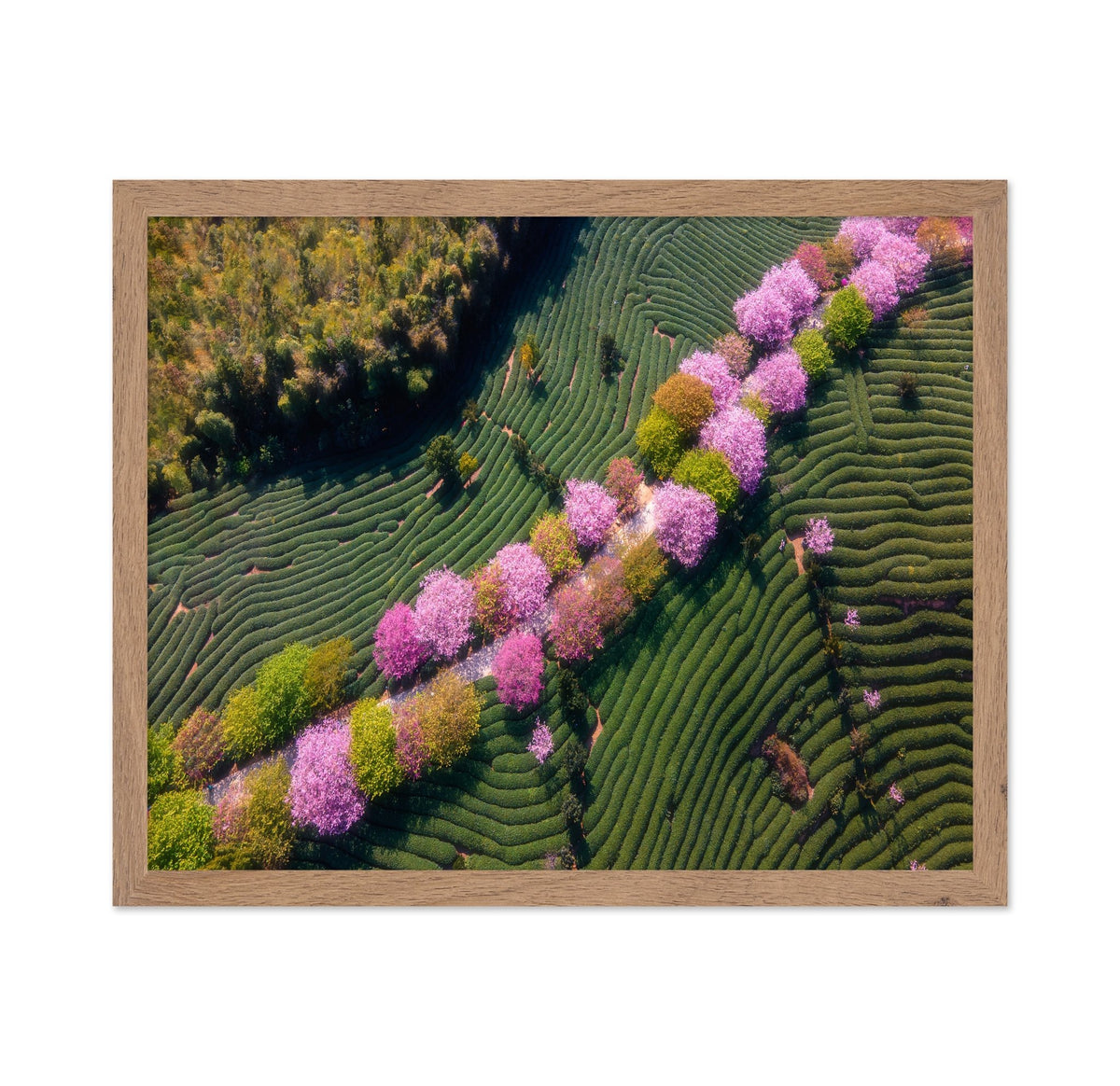 Sakura Path