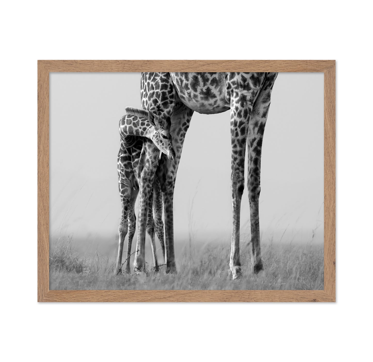 Baby Giraffe Bond