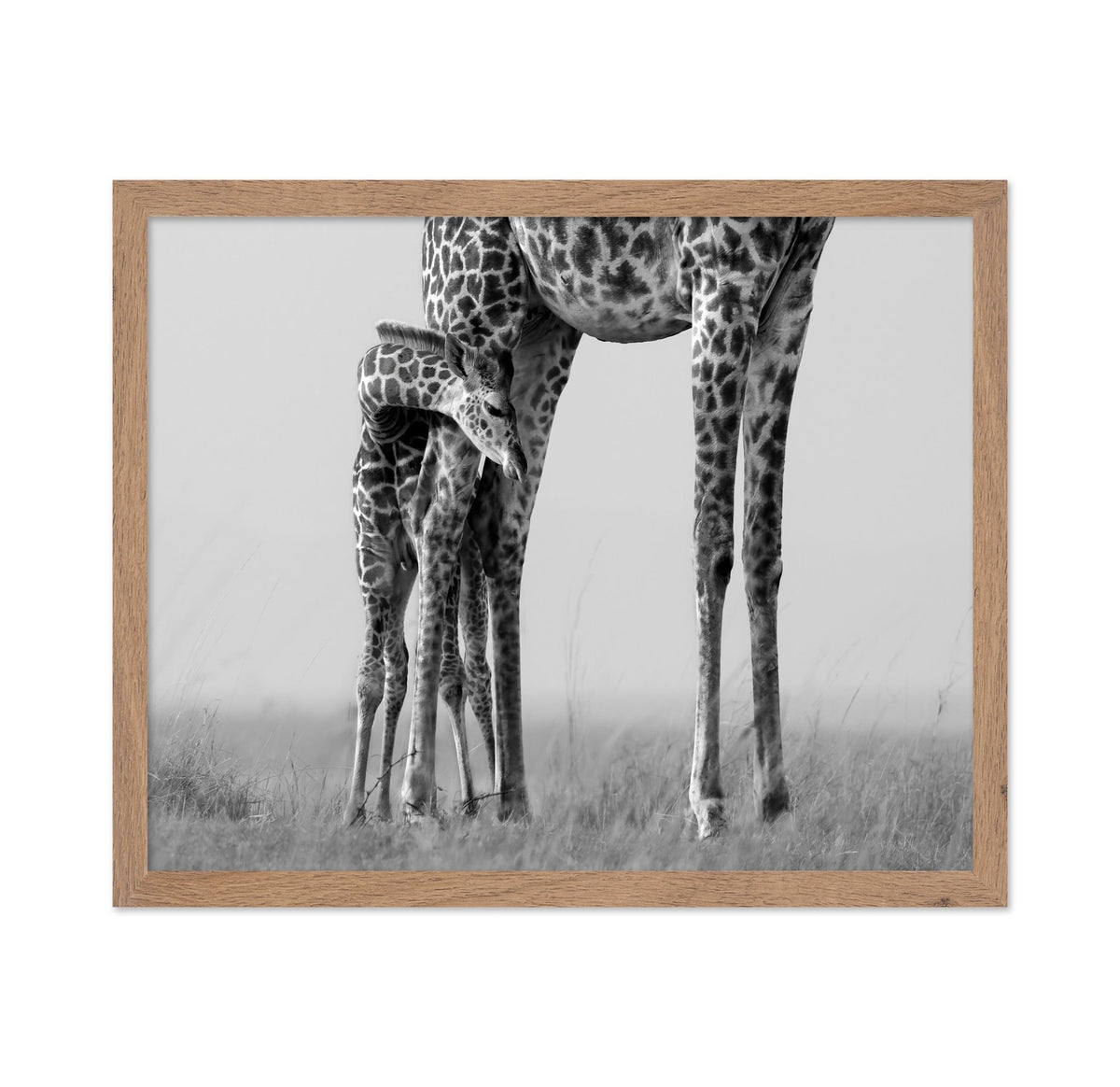Baby Giraffe Bond