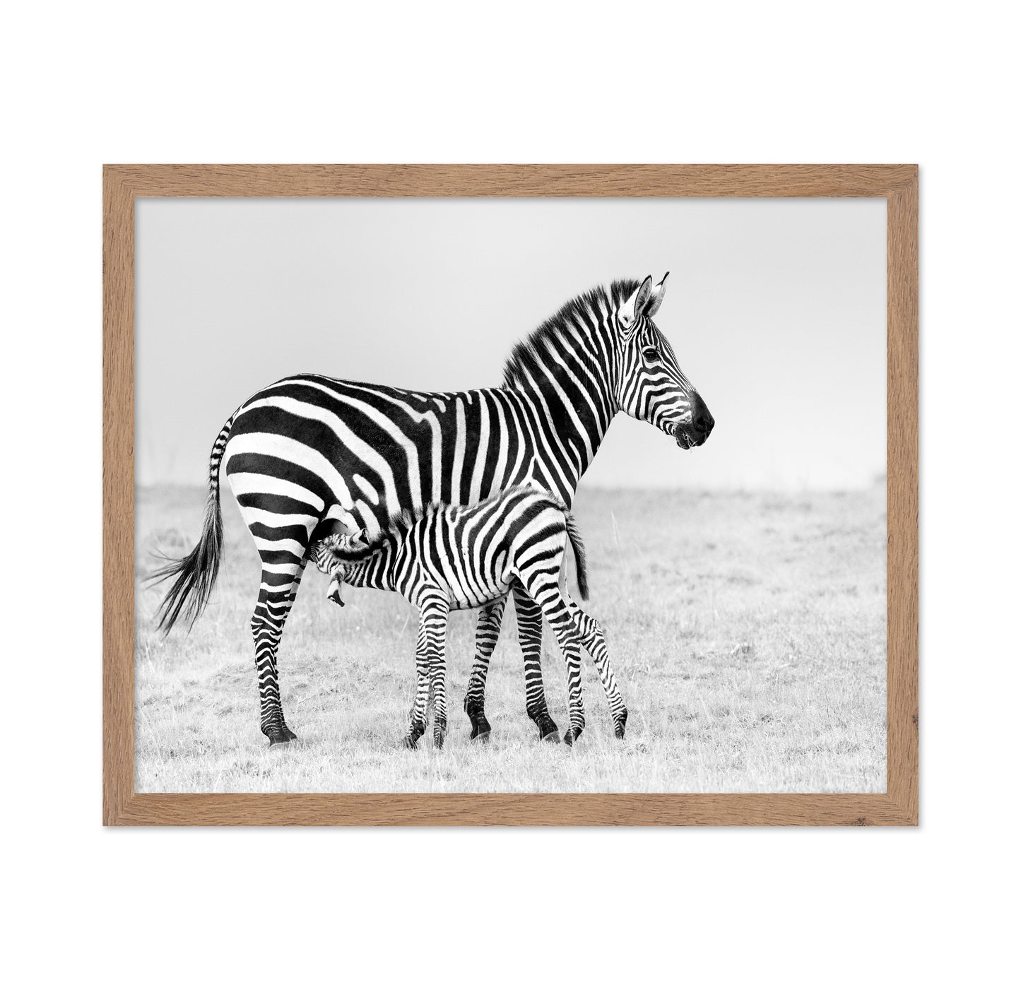 Zebra Feeding