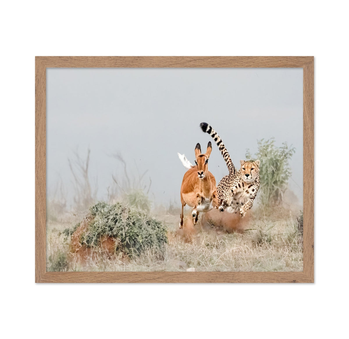 Cheetah Chase