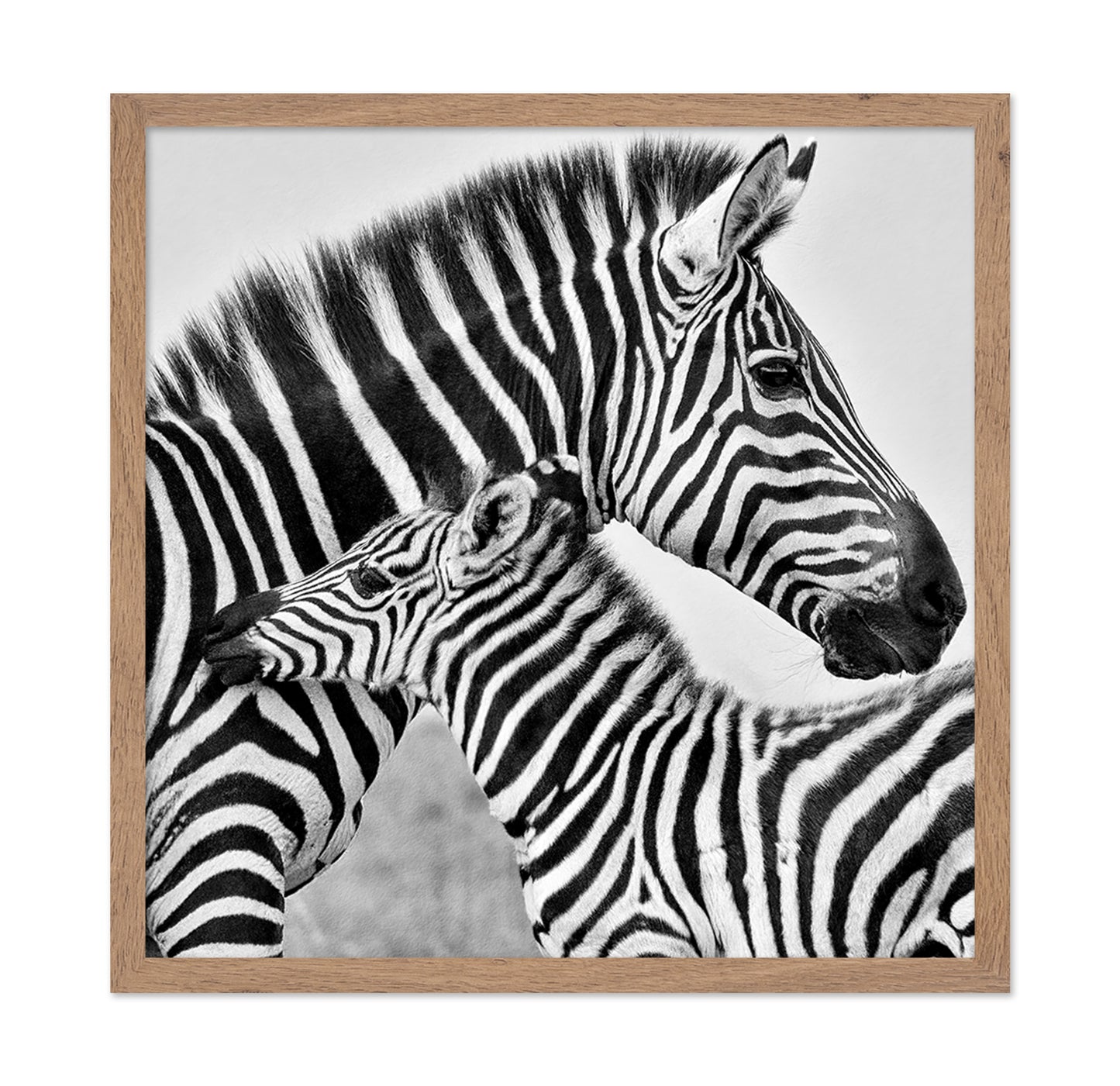 Zebra Bond