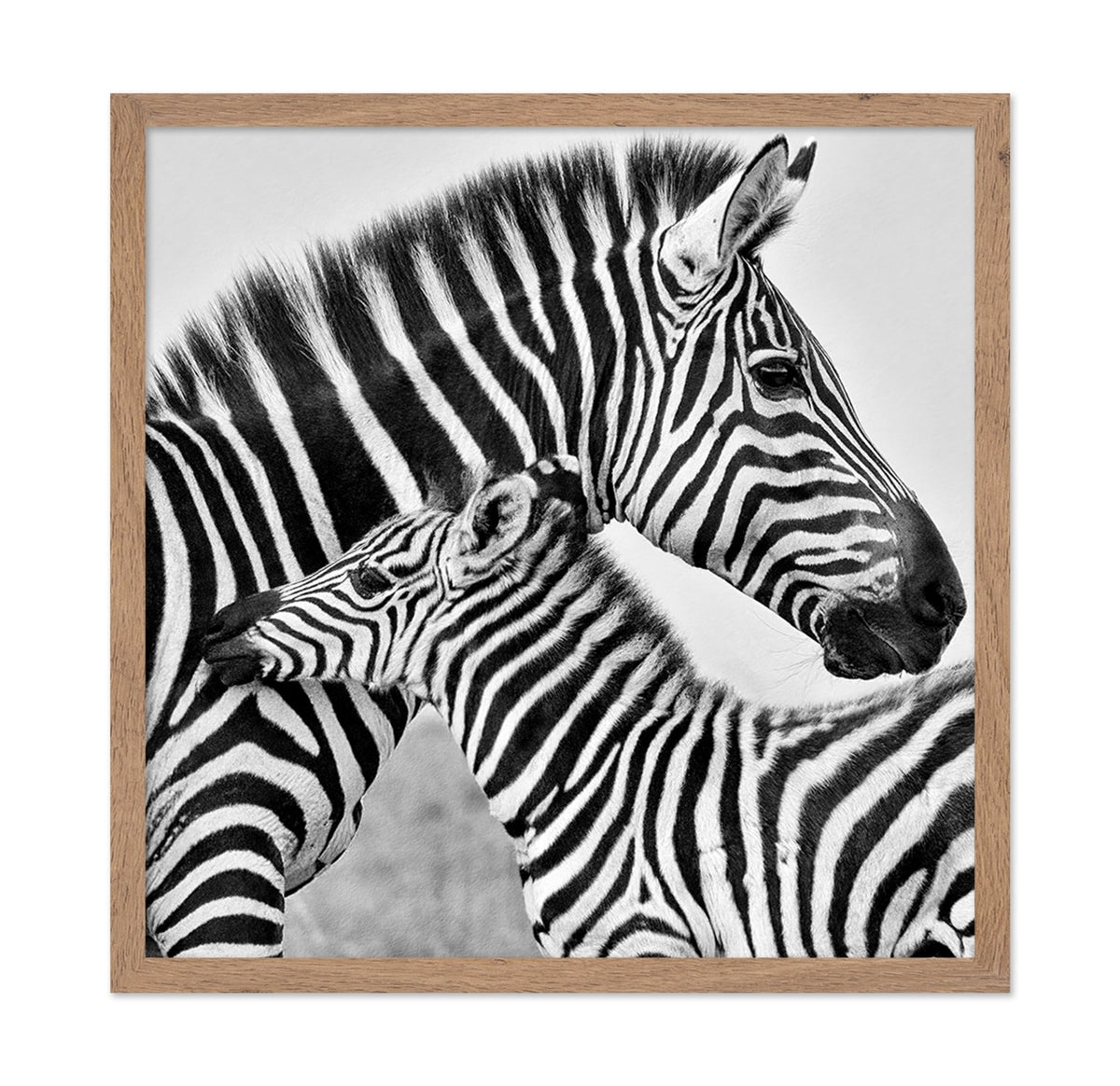 Zebra Bond