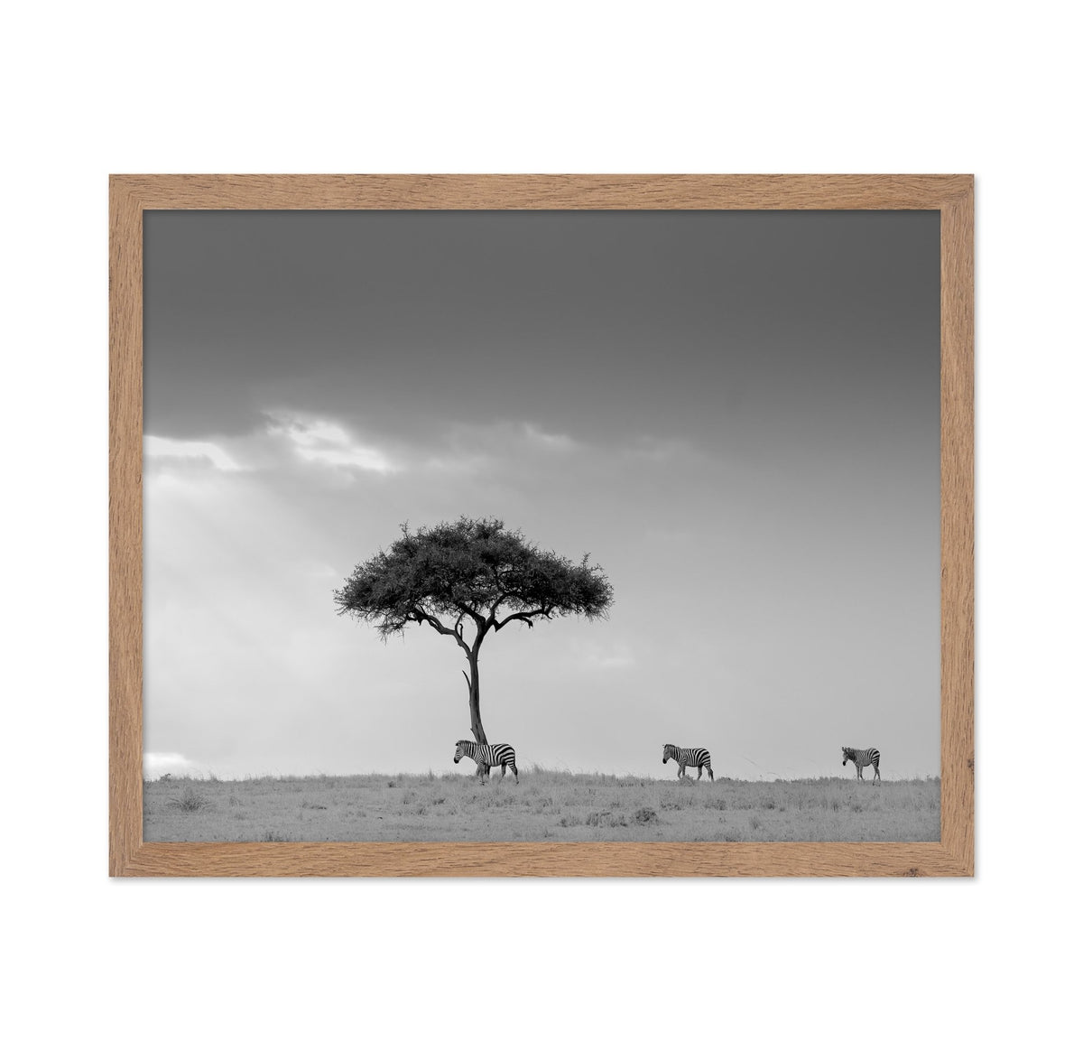 Zebra Tree Walk