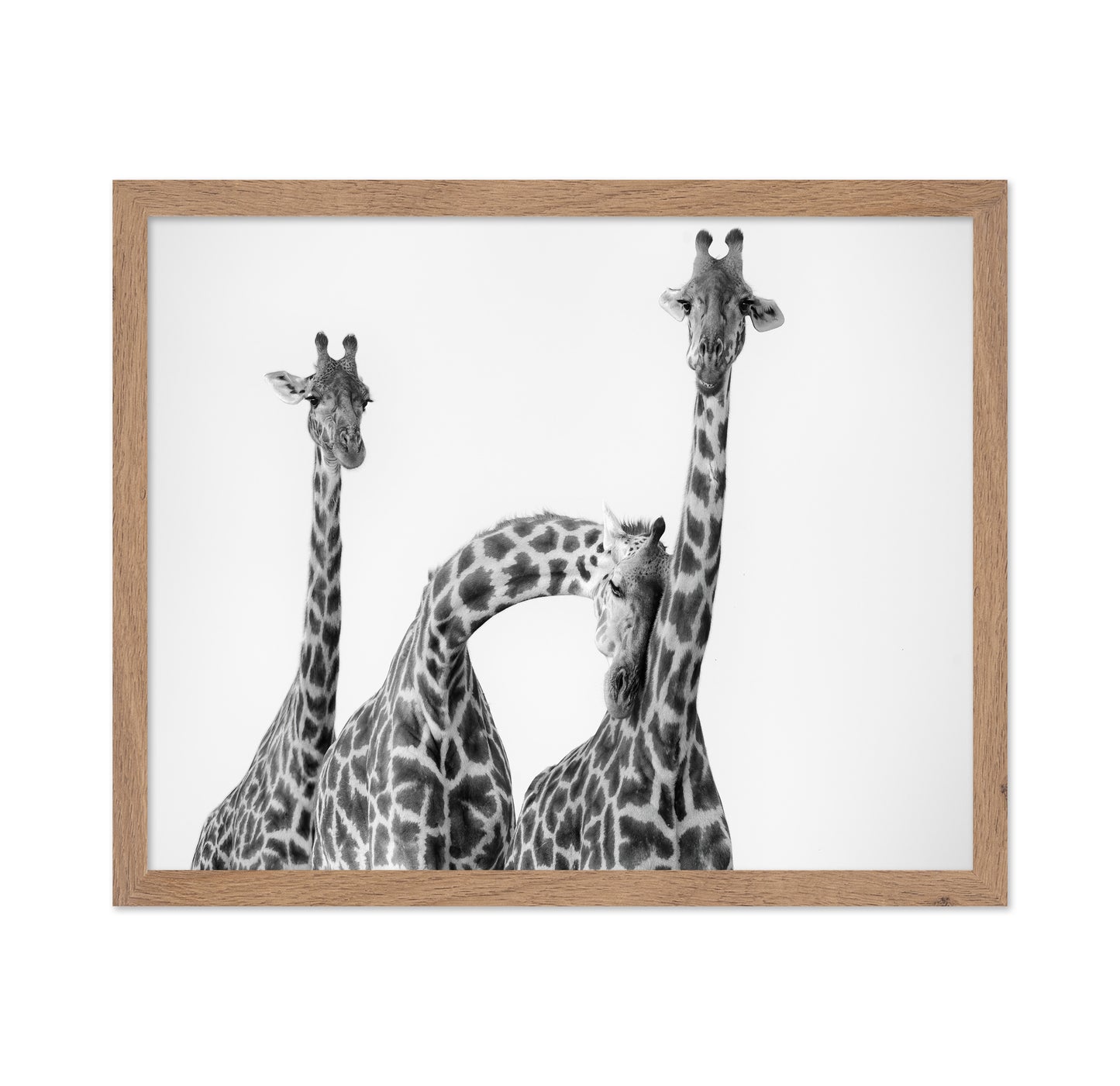 Giraffe Trio No1