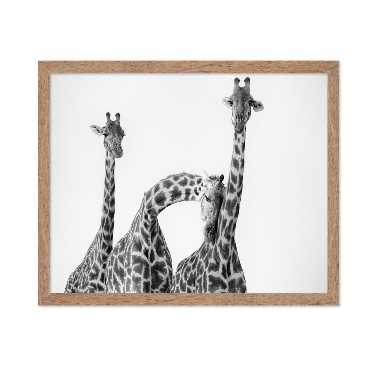 Giraffe Trio No1