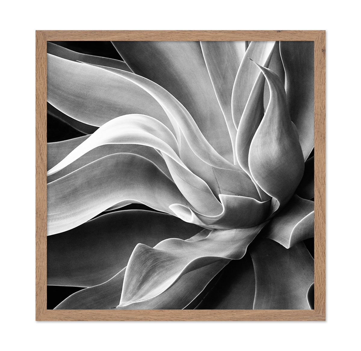 Agave Abstract
