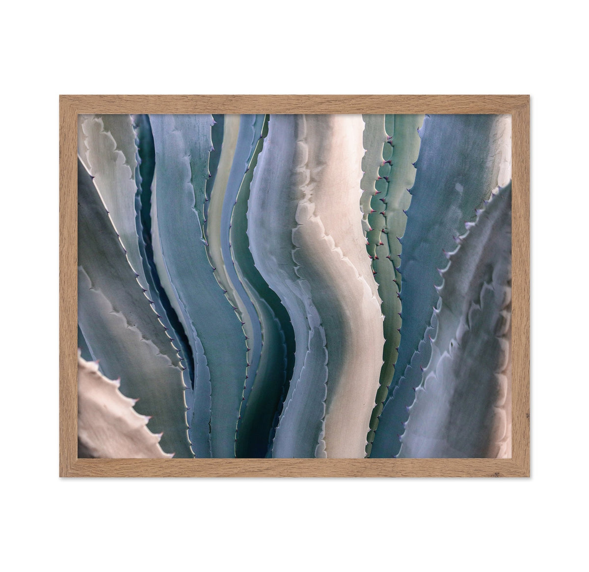 Agave Texture