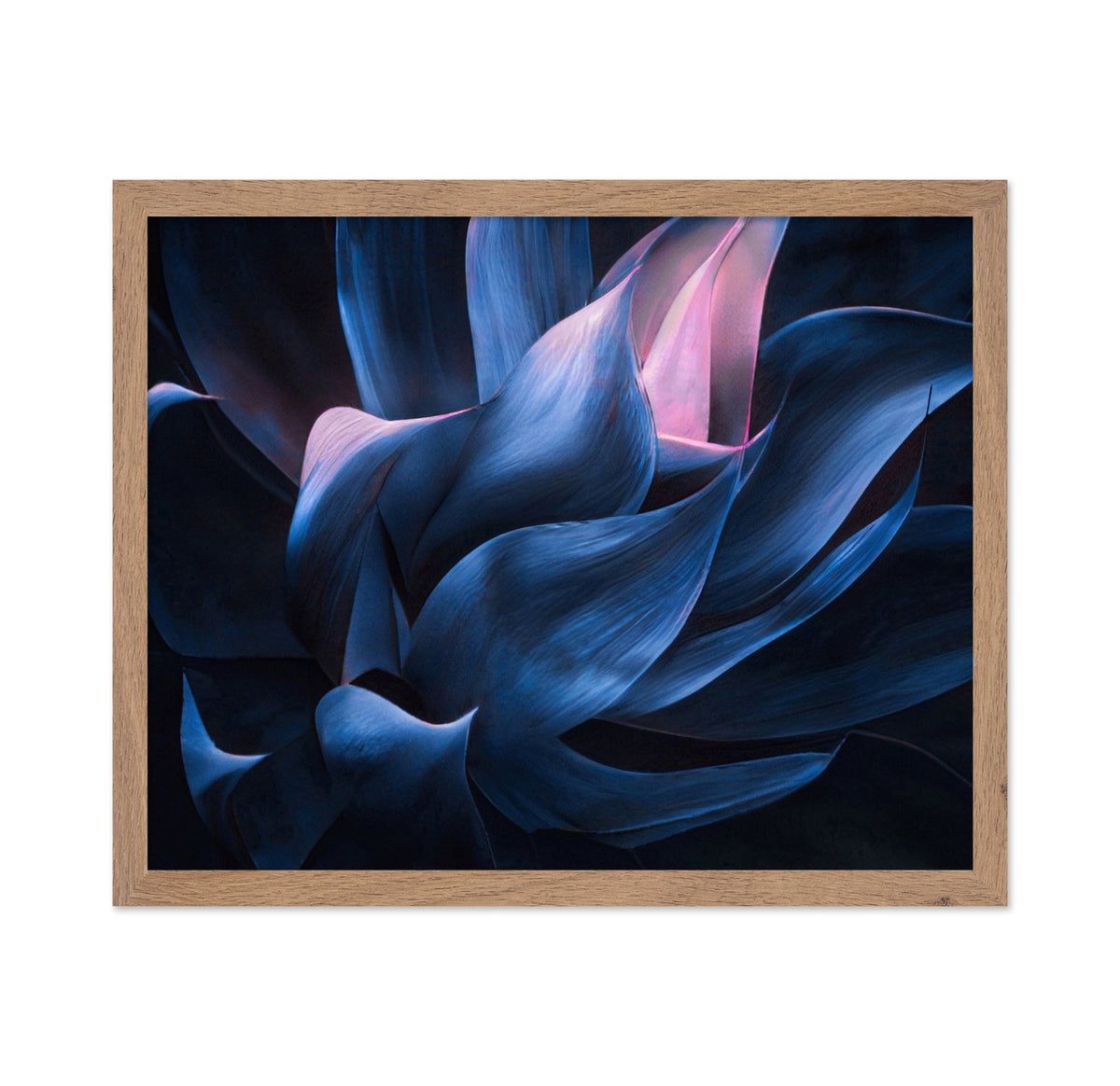 Blue Pink Agave