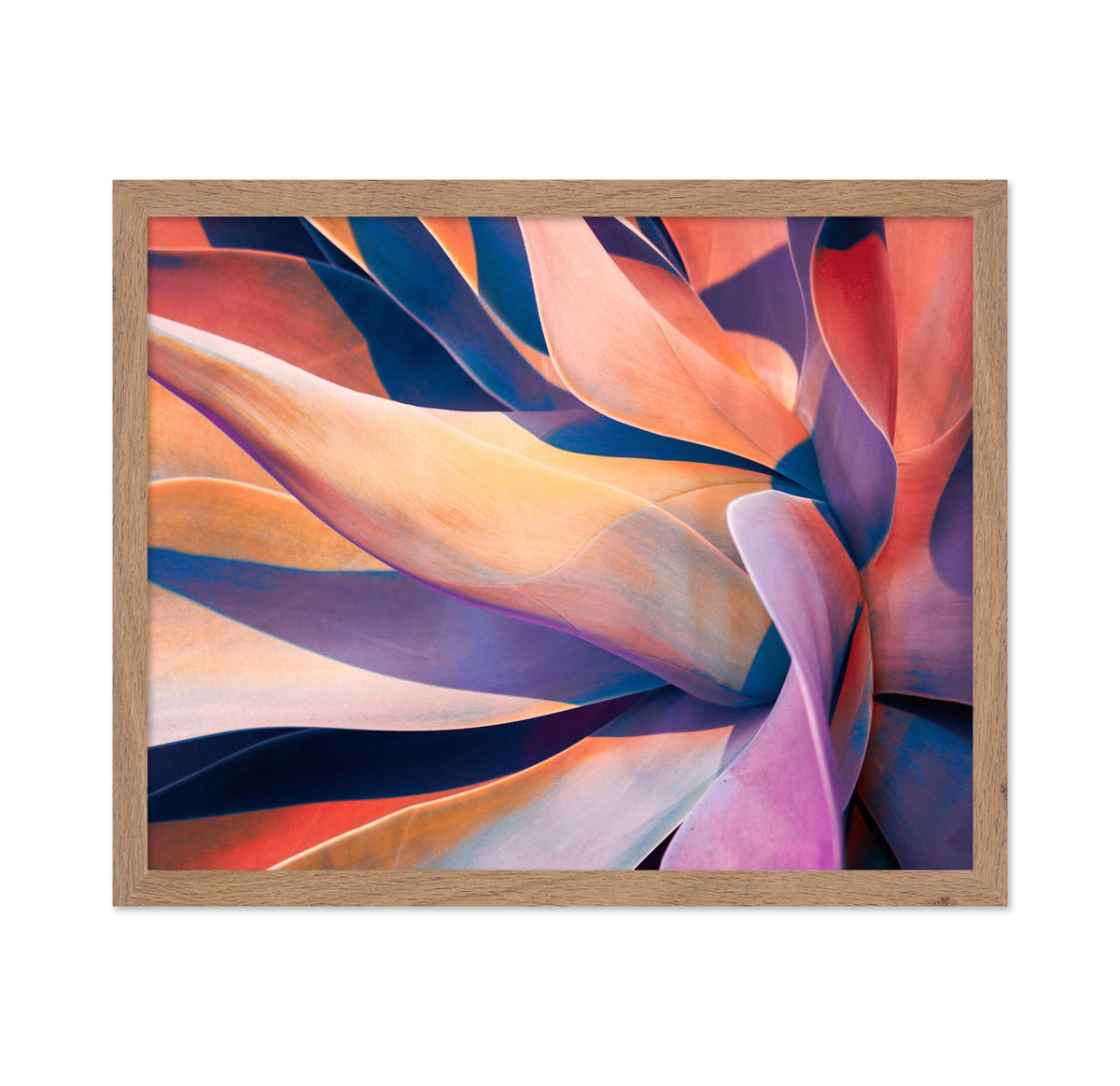 Colorful Agave Abstract
