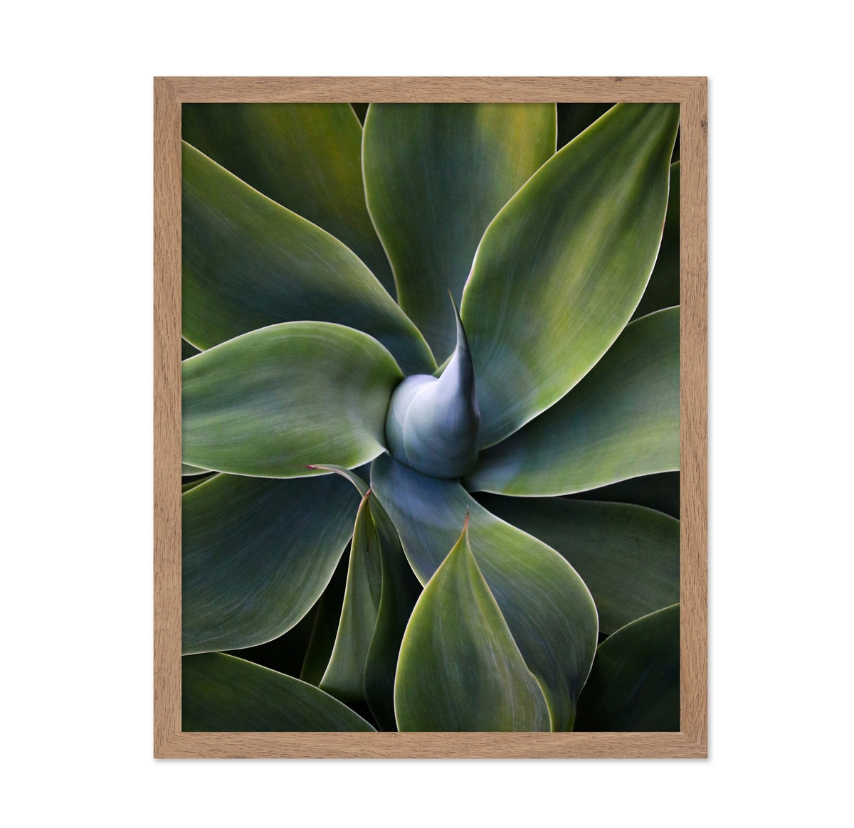 Green Agave Close Up