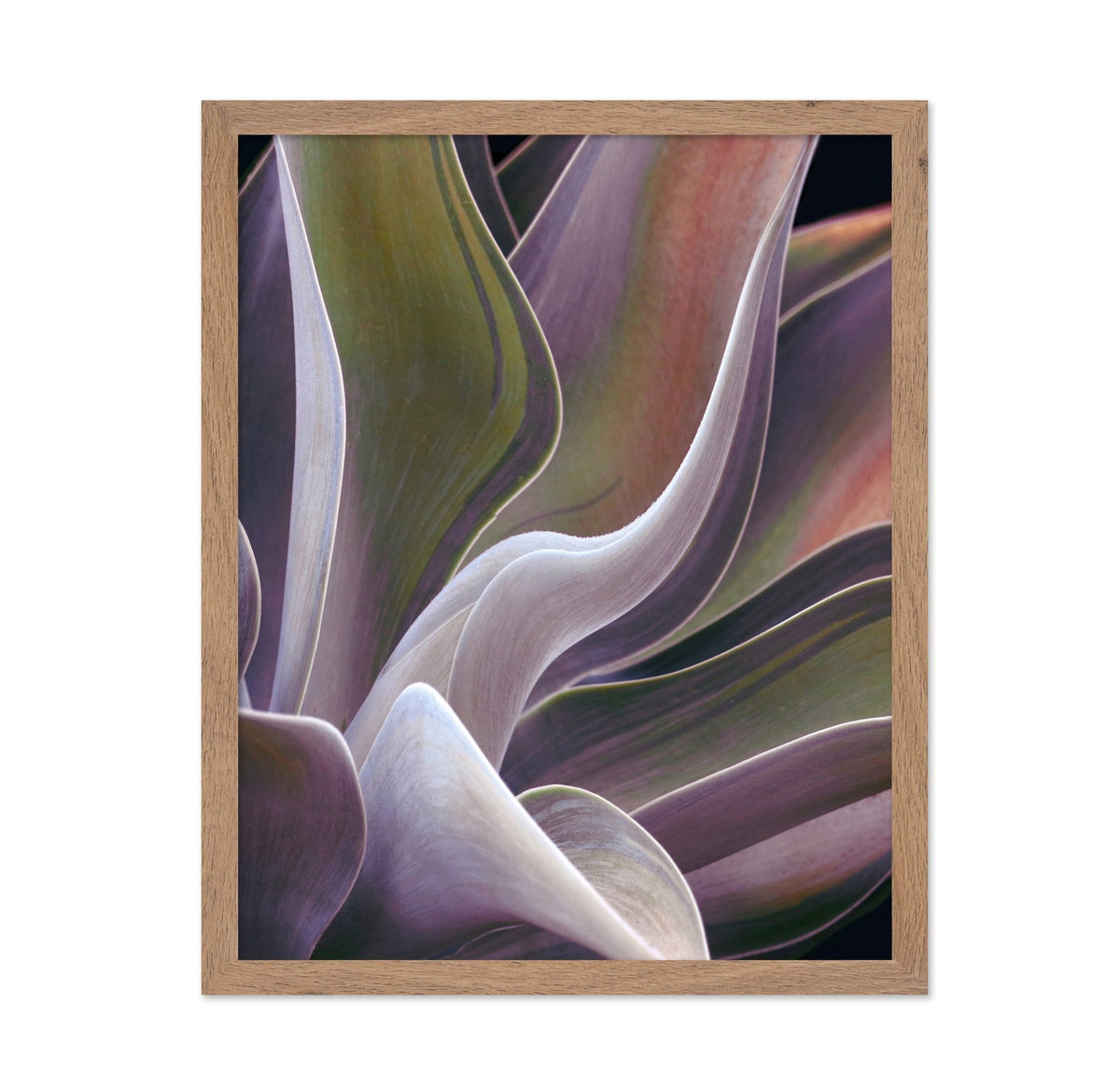 Purple Green Agave