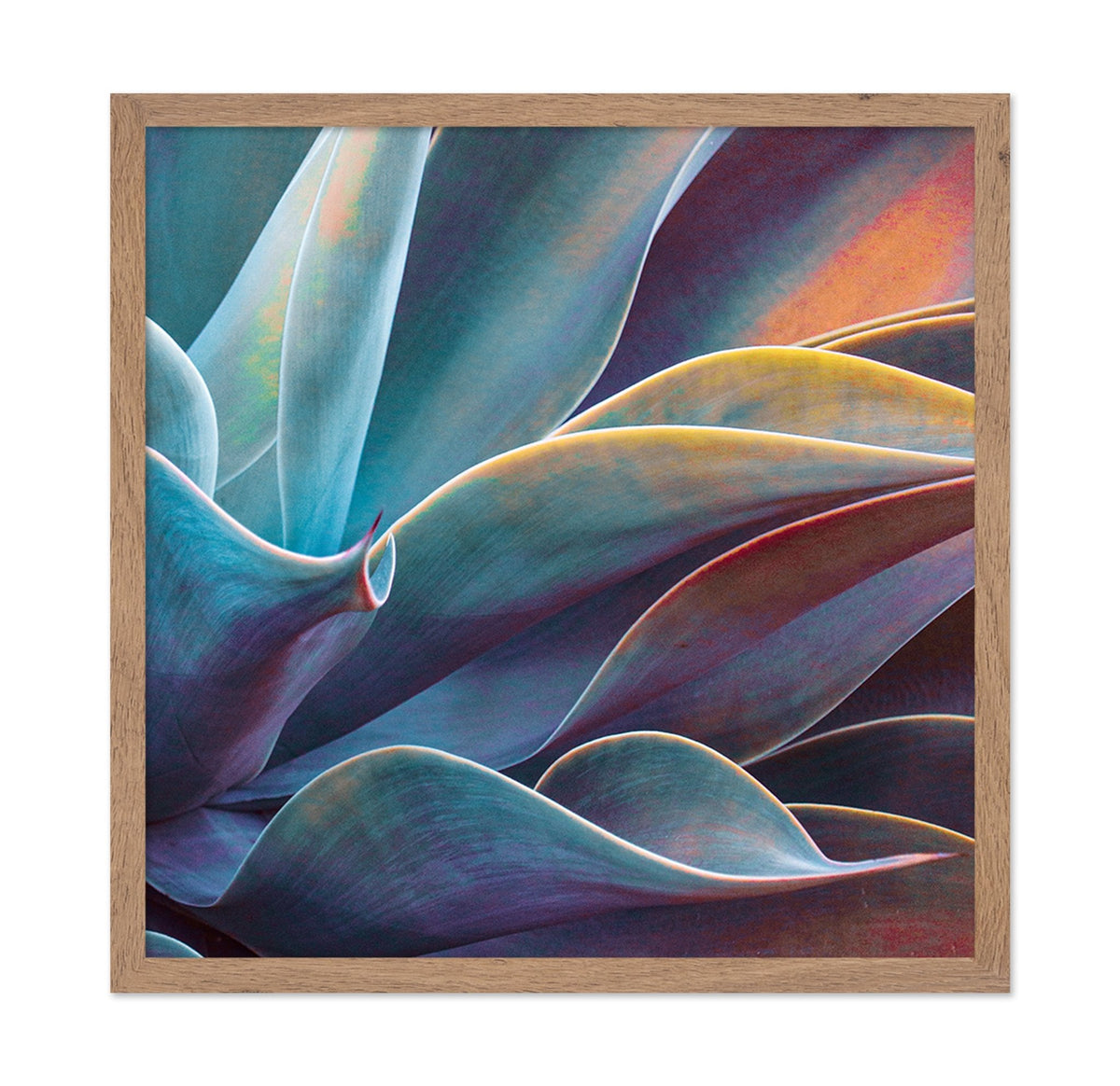 Colorful Agave Detail