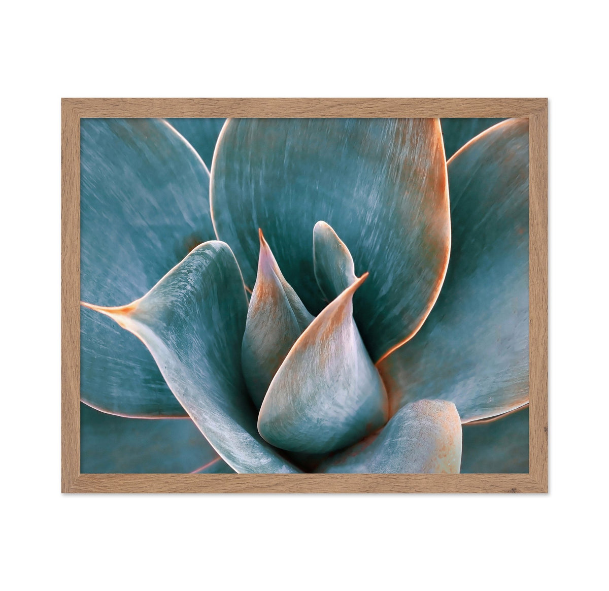 Blue Green Agave