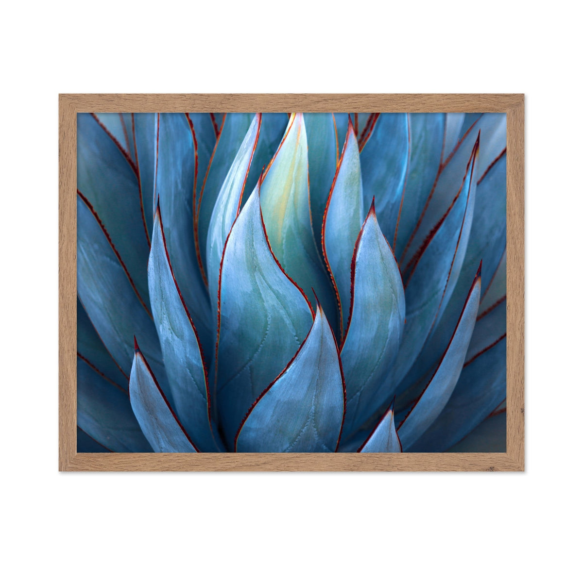 Blue Agave Detail