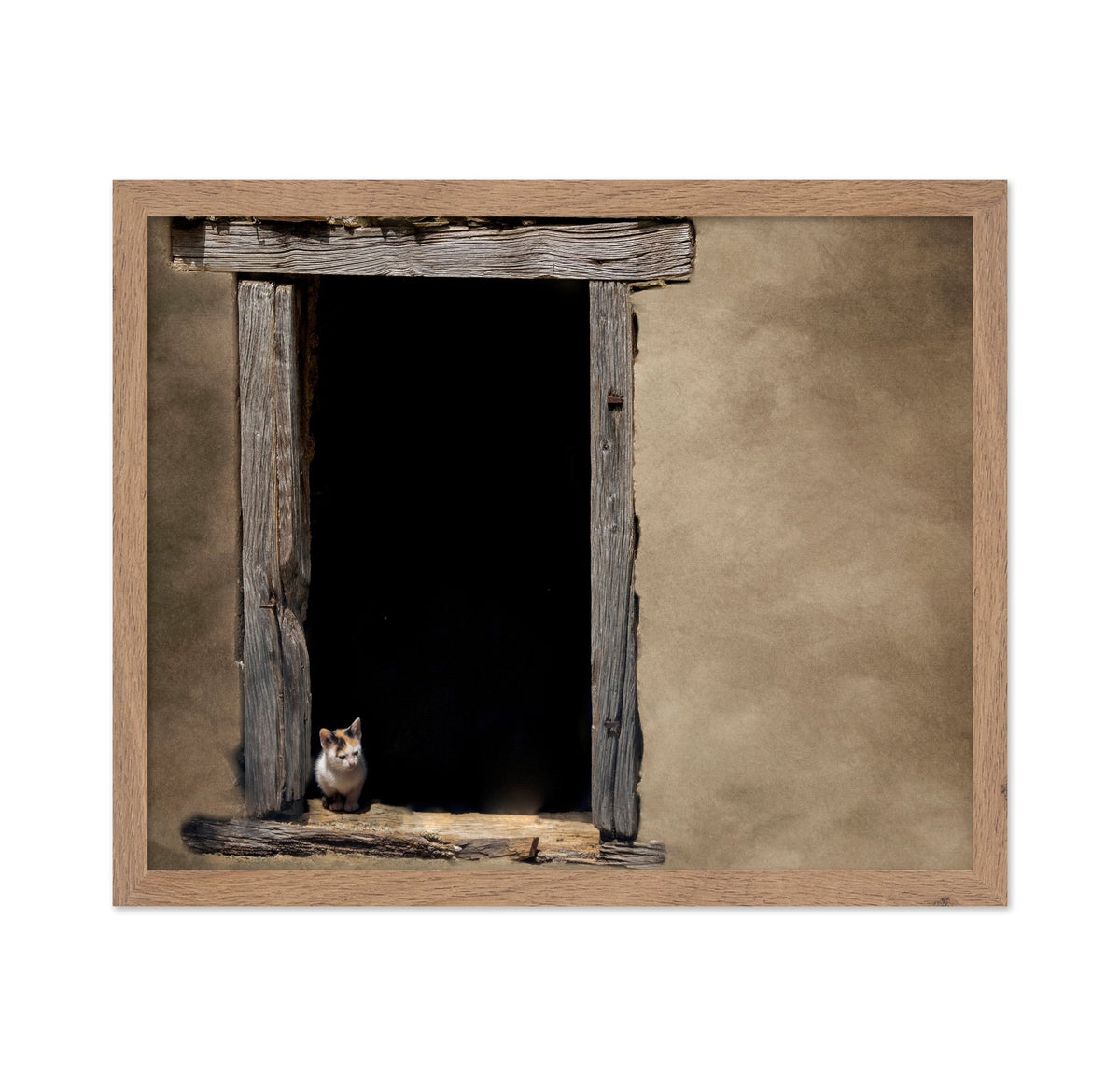 Kitten in Window