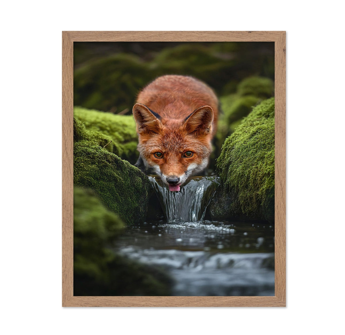 Fox Drinking Water