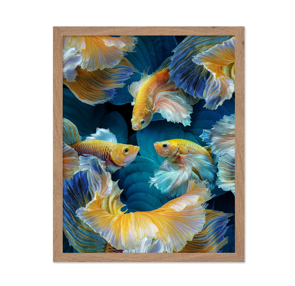Colorful Betta Fish