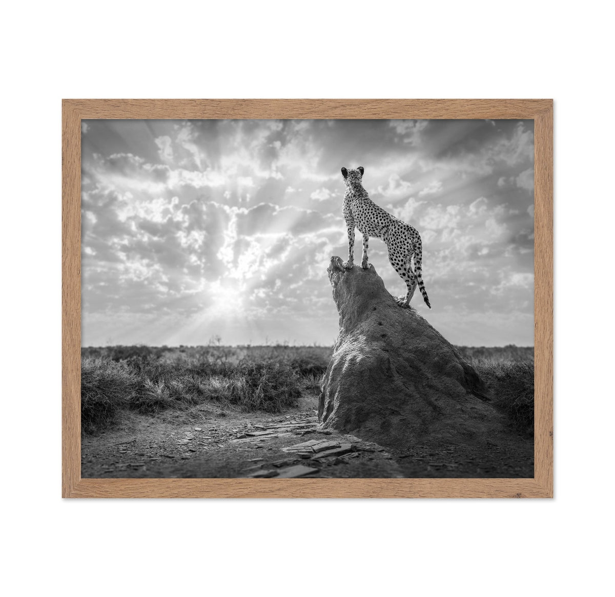 Cheetah Sunset Silhouette