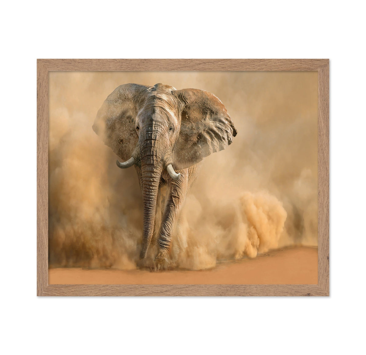 Charging Desert Elephant