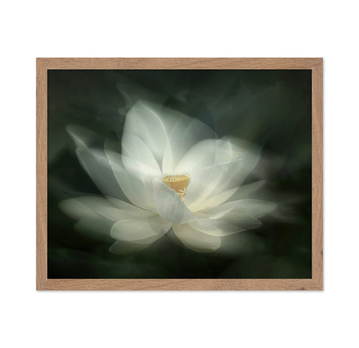 White Lotus Bloom
