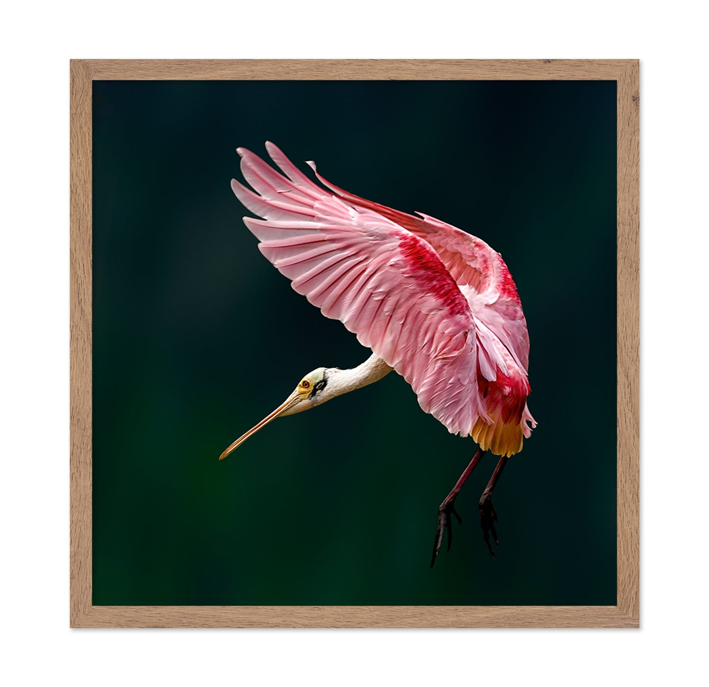 Roseate Spoonbill Flight