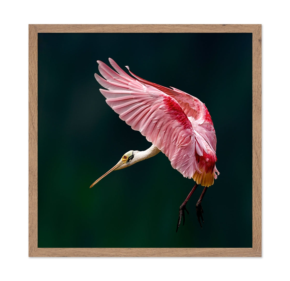 Roseate Spoonbill Flight