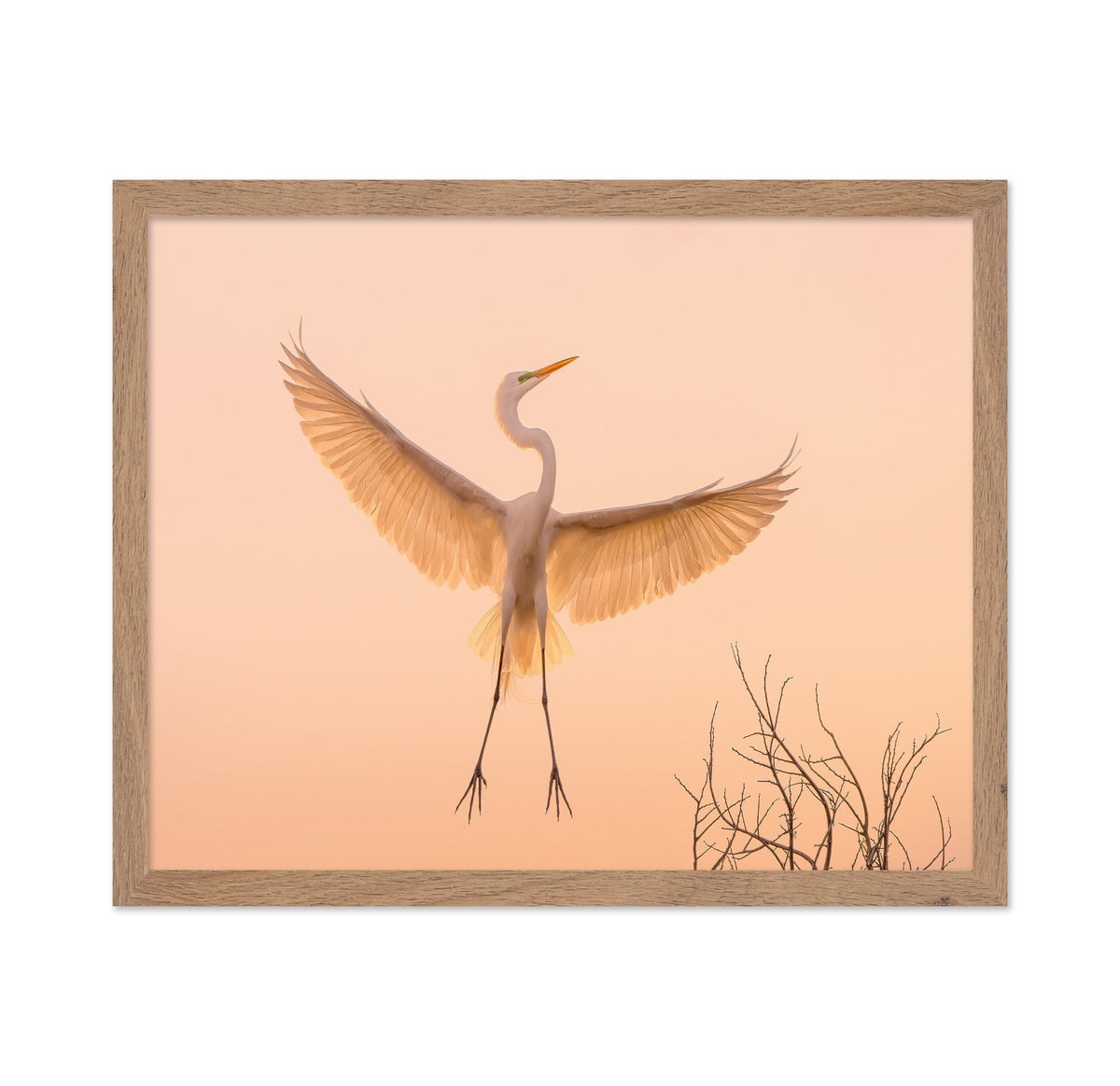 Golden Winged Egret