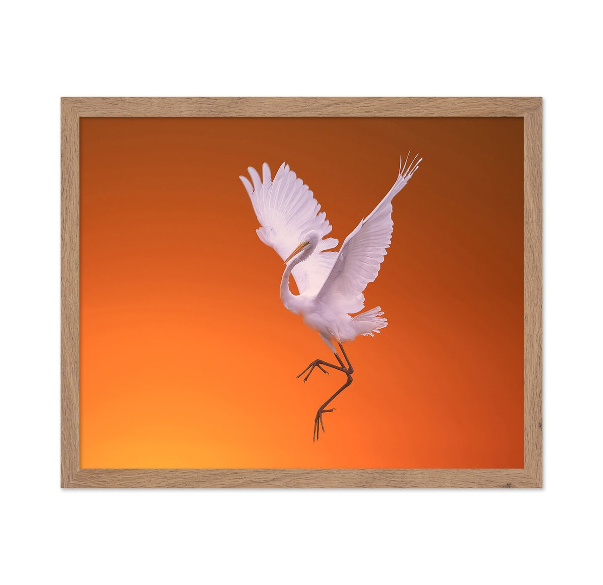 White Egret Dance