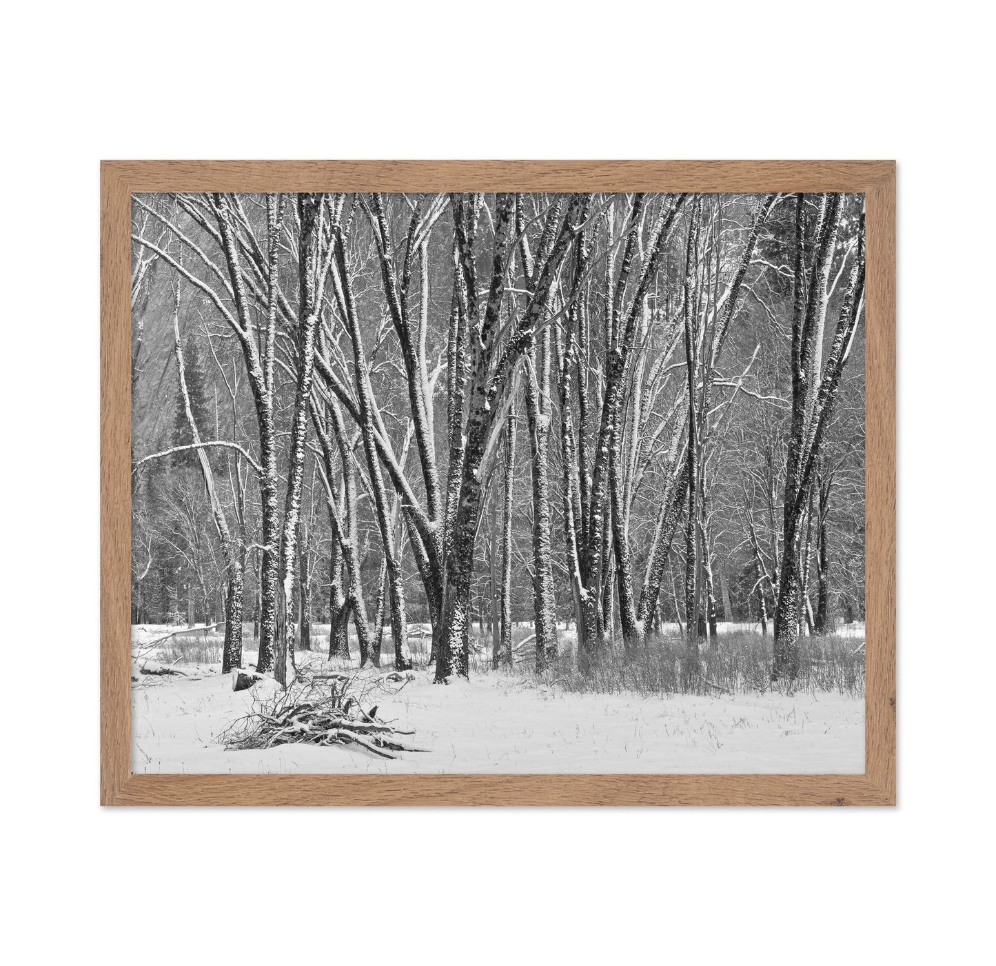 Snowy Forest Trees