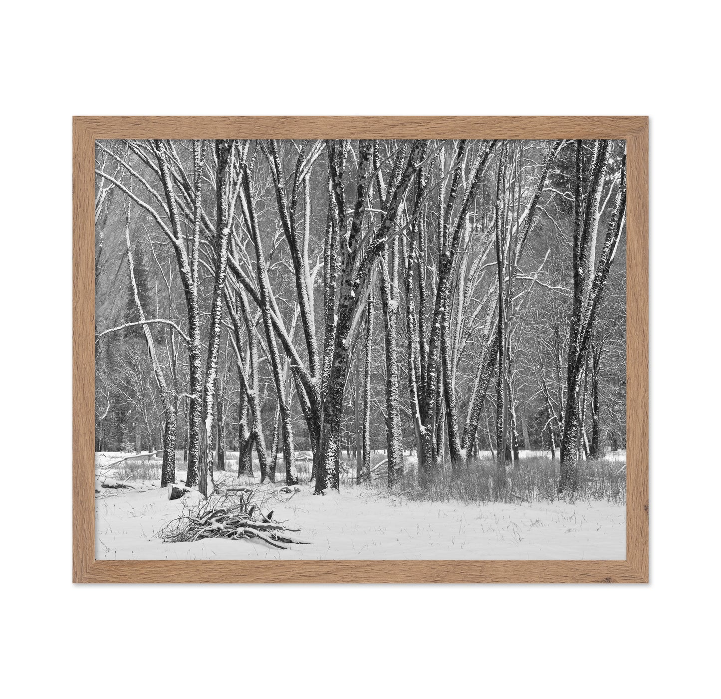 Snowy Forest Trees