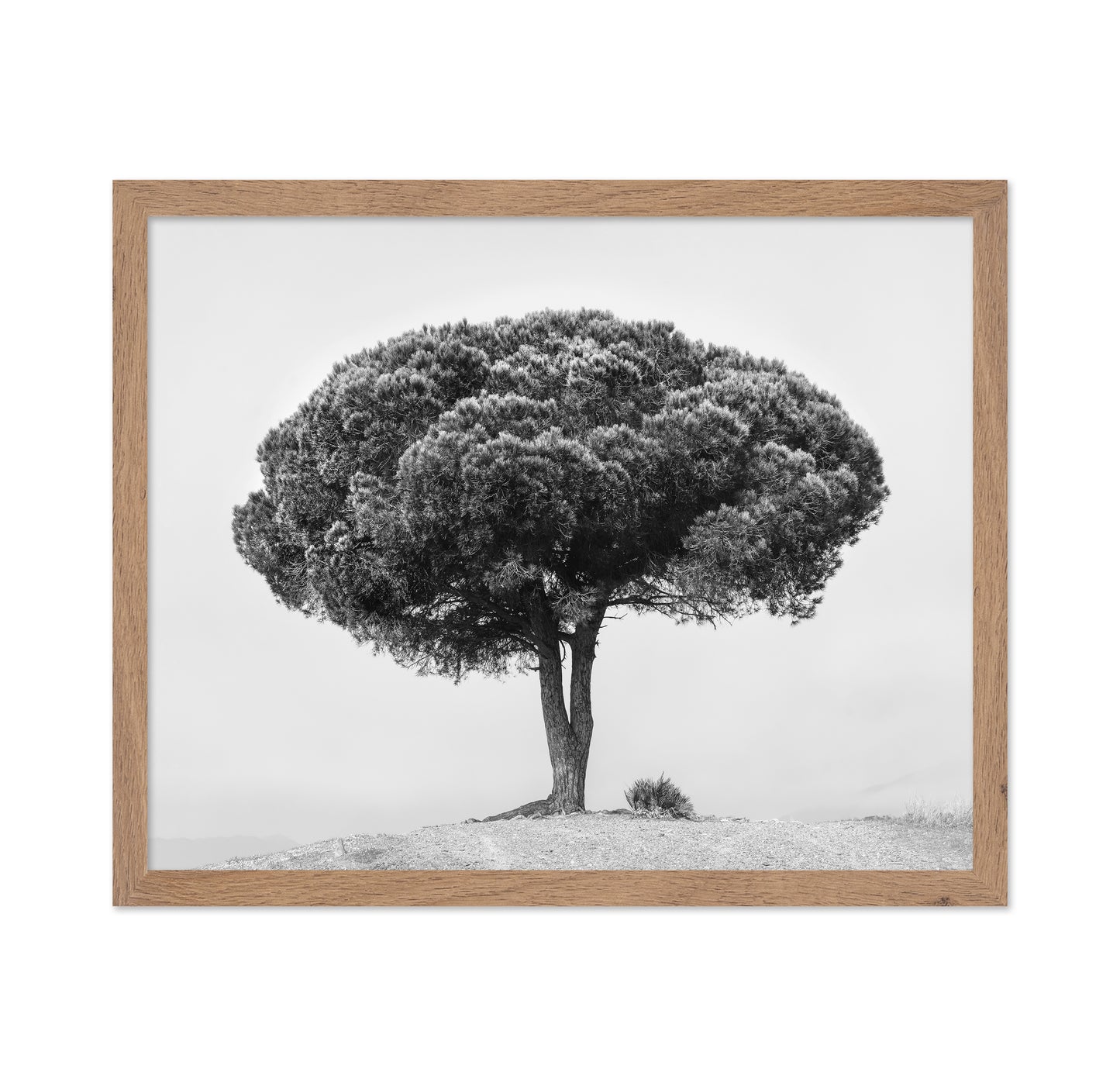 Lone Tree Silhouette