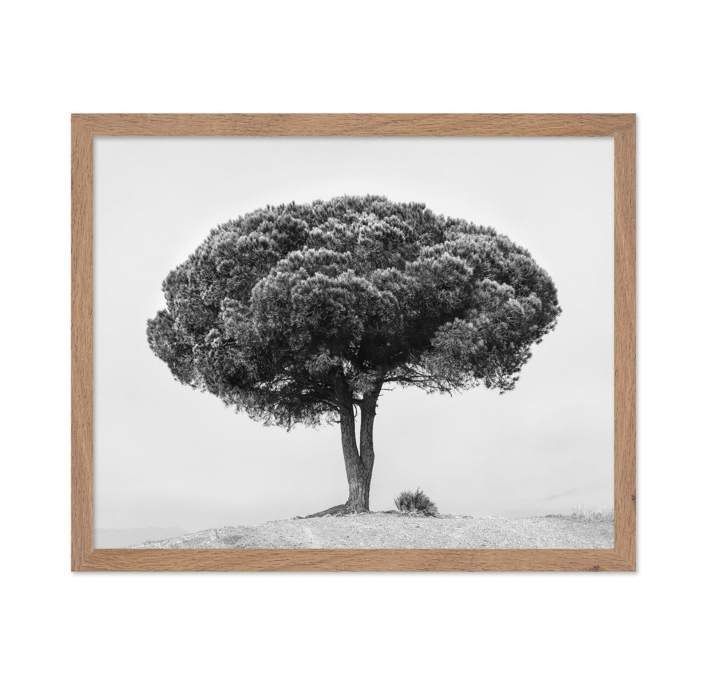 Lone Tree Silhouette