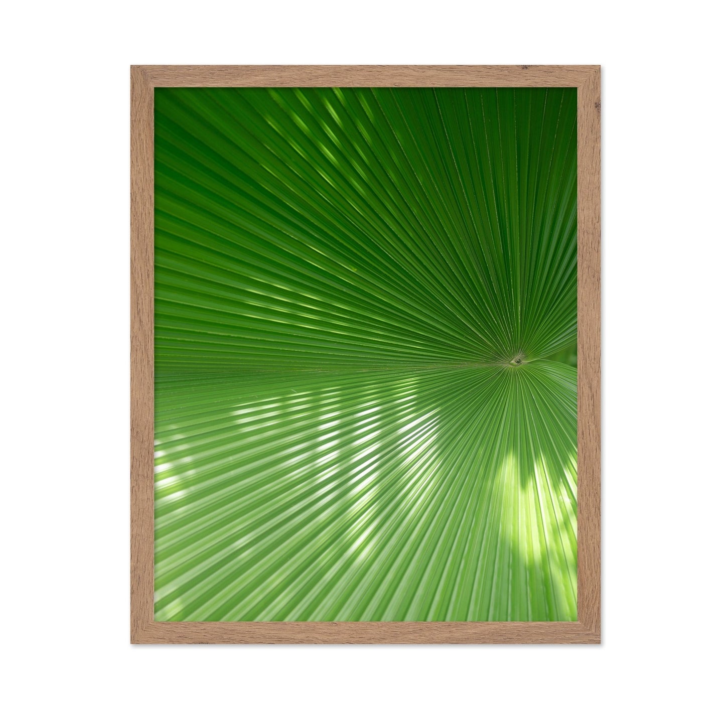 Green Palm Fan