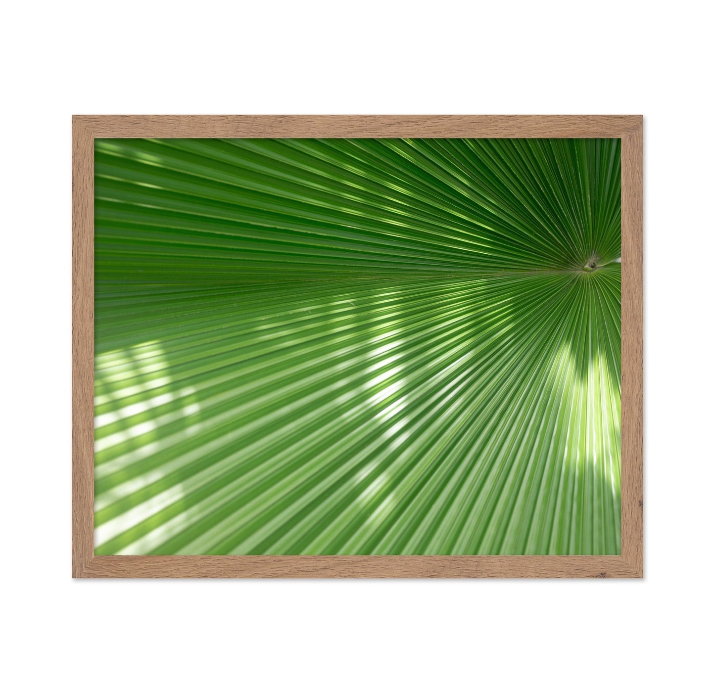 Green Palm Leaf Closeup