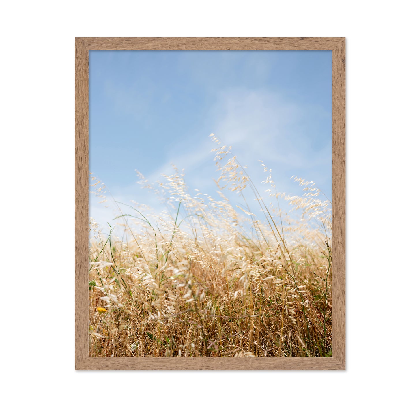 Golden Field Breeze