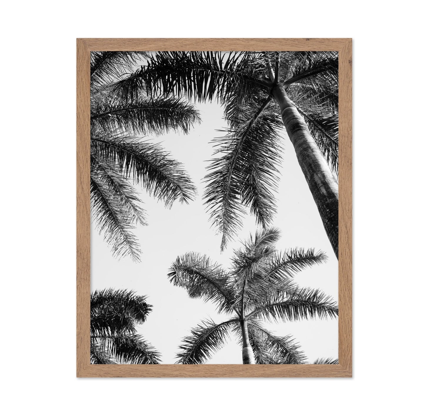 Palm Sky View No1